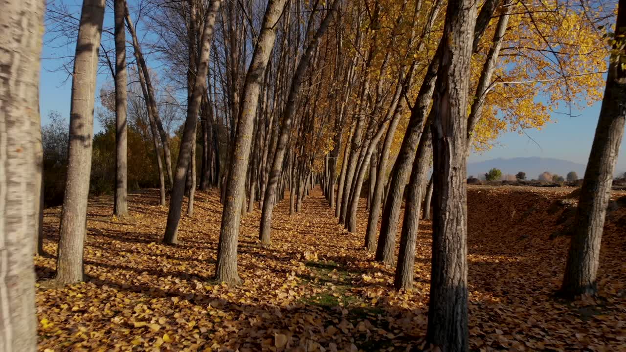 caminando por troncos de álamos con ramas secas y hojas amarillas en el fondo del bosque