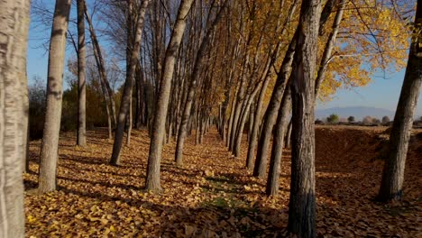 walking across trunks of poplars with dry branches and yellow leaves on the forest bottom