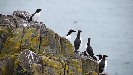 group of guillemots resting on the cliffs on a cloudy day, getting ready for nesting season