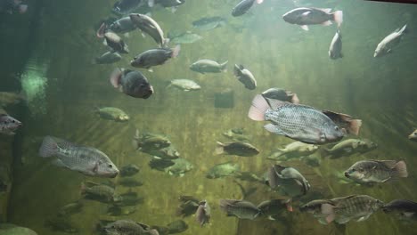 4k tilapia fish on the aquarium of guadalajara zoo, jalisco, mexico