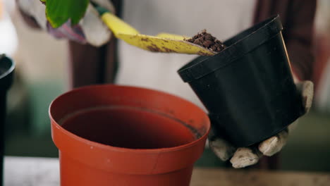 repotting a plant