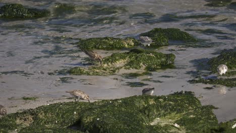 dunlin birds picking and fighting over food in intertidal zone on denmark coast