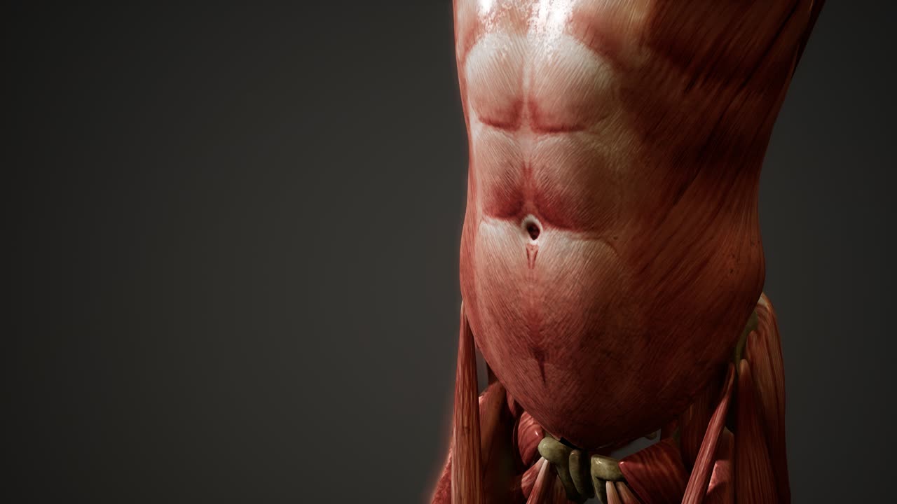 sistema muscular de animación del cuerpo humano
