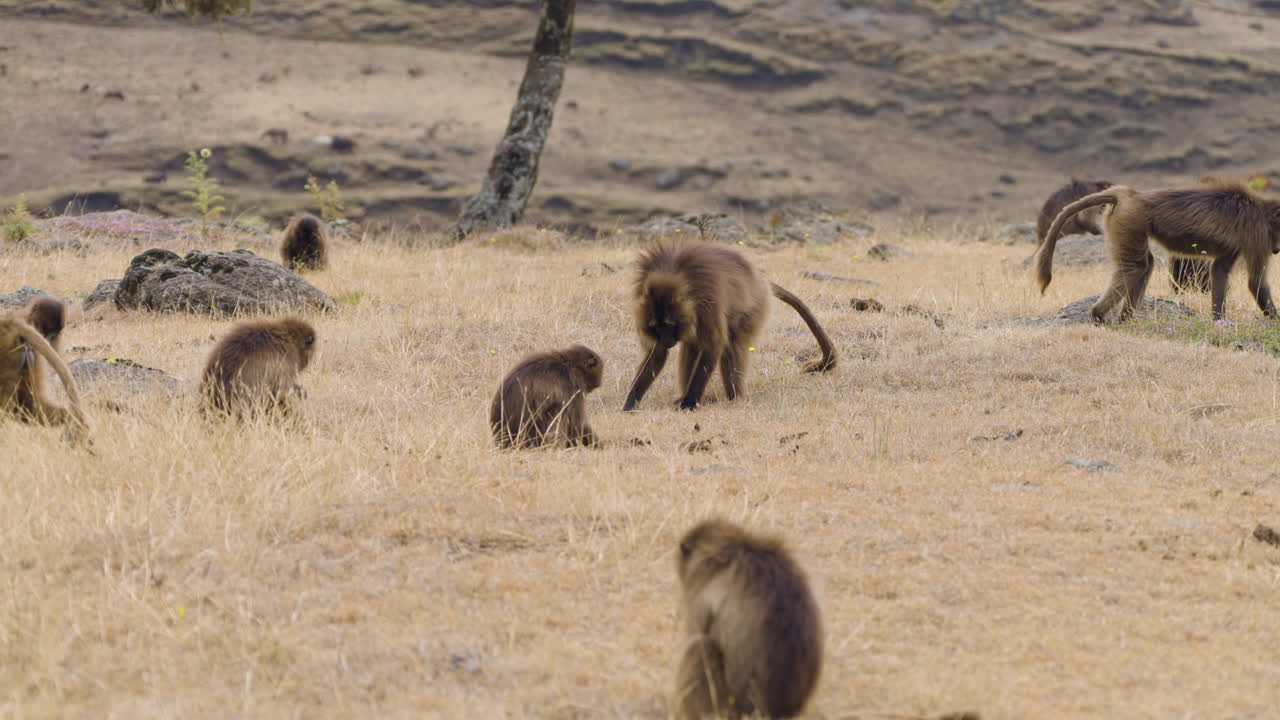 Gelada Monkeys Endemic In The Ethiopian Highland Habitat. Wide Shot