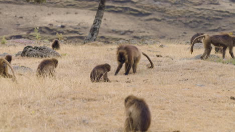 gelada monkeys endemic in the ethiopian highland habitat. wide shot