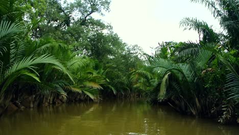 peacful cruise through luscious green jungle river