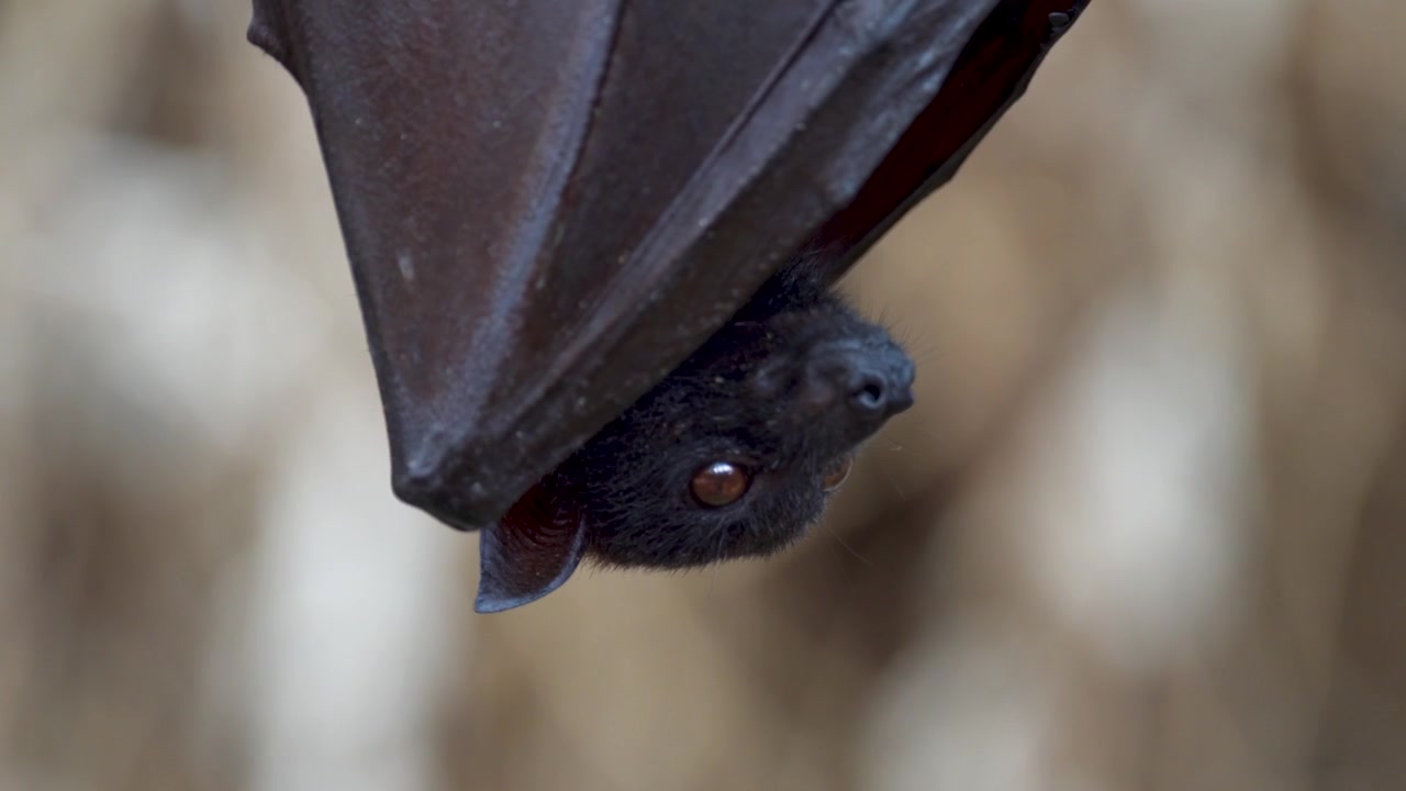 Close up shot of a large flying fox resting peacefully upside down wrapped in his wings