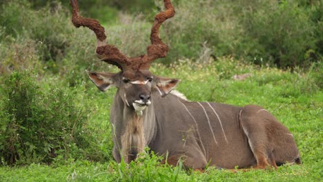 large male kudu with muddy spiral horns chews cud on african savanna