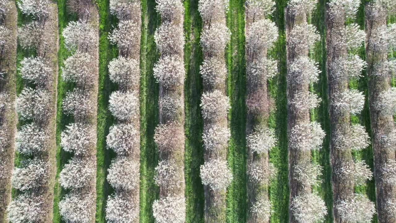 매년 봄 5월 중순이면 위스콘신 주 도어 카운티의 체리 과수원이 만발합니다-3