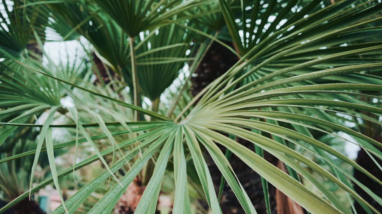 Close up of lush green palm leaves, creating a tropical and fresh natural atmosphere with soft focus and gentle movement