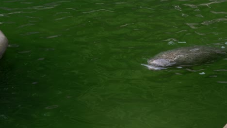 Majestuosa-Foca-De-Puerto-Nadando-Dentro-De-La-Piscina-Del-Parque-Acuático