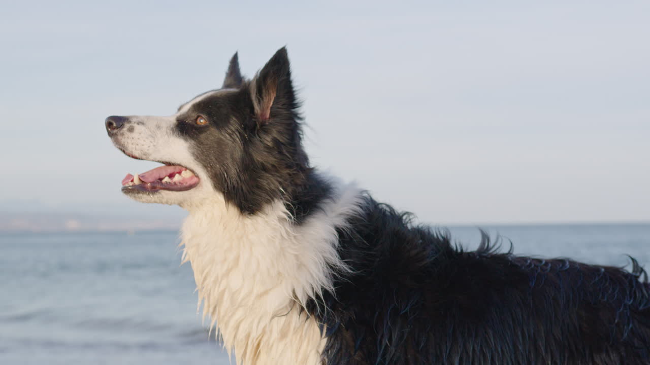 perro border collie de tiro medio en la playa mirando con la luz del sol