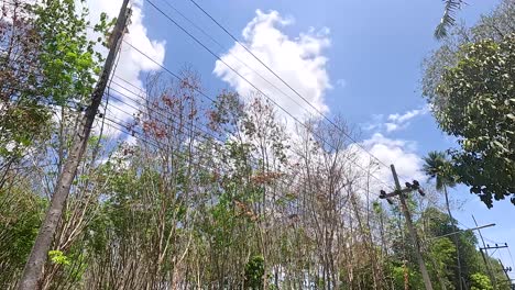 coches estacionados cerca de los árboles de goma bajo un cielo soleado en tailandia