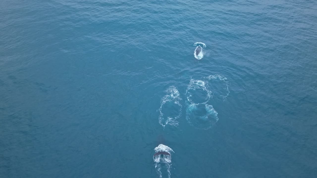 Aerial drone footage shows four humpback whales swimming at the ocean surface in open water. Three travel together in a loose line while a fourth follows behind, showing calm group movement