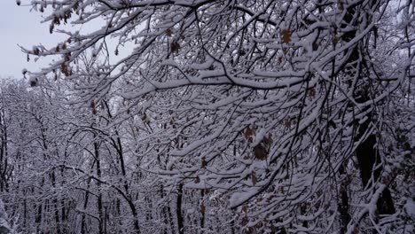 Winterlandschaft-Mit-Schneebedeckten-Bäumen,-Anschließender-Schuss-In-Den-Wald