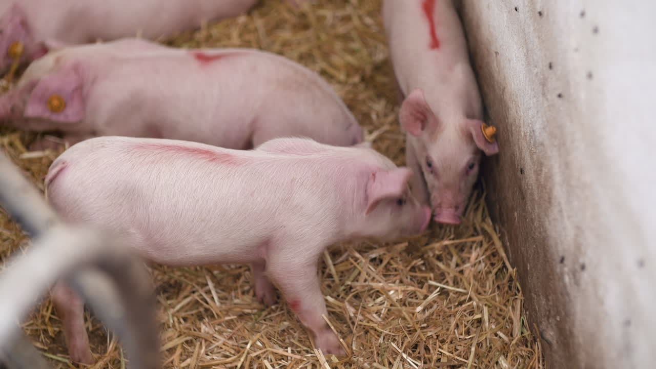 가축 돼지 농장의 작은 돼지 1
