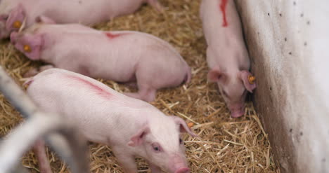 small pigs on livestock pigfarm 1