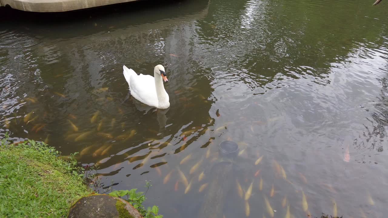 majestuoso cisne blanco nada por encima de la clase de peces amarillos dorados en el estanque