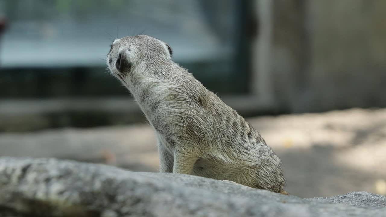 Meerkat Standing Alert on Stone in Natural Habitat with Rocky Background