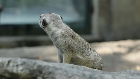 meerkat standing alert on stone in natural habitat with rocky background