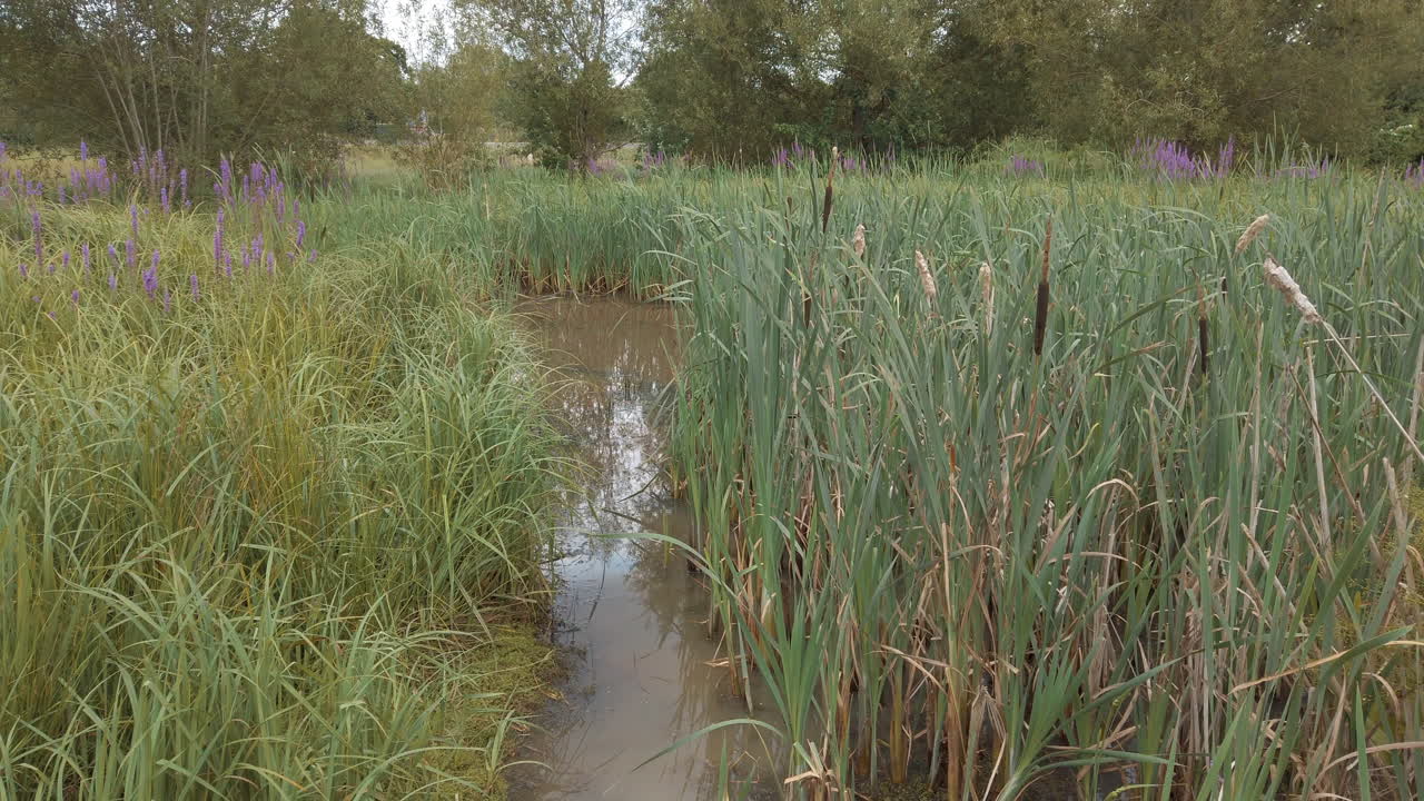 estanque del pueblo cubierto de juncos y otras plantas