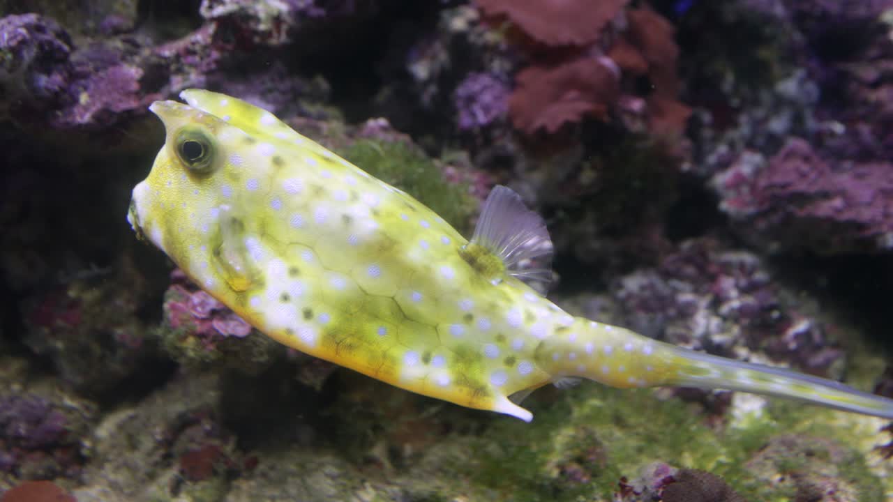 물속에서 다채롭고 희귀한 물고기의 근접 사진