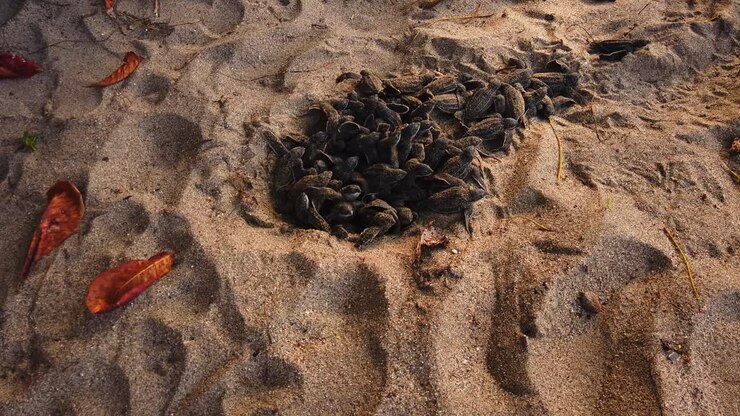 Amazing footage of leatherback hatchlings clutch of babies emerge like magic from the sand pit and make their way to the ocean