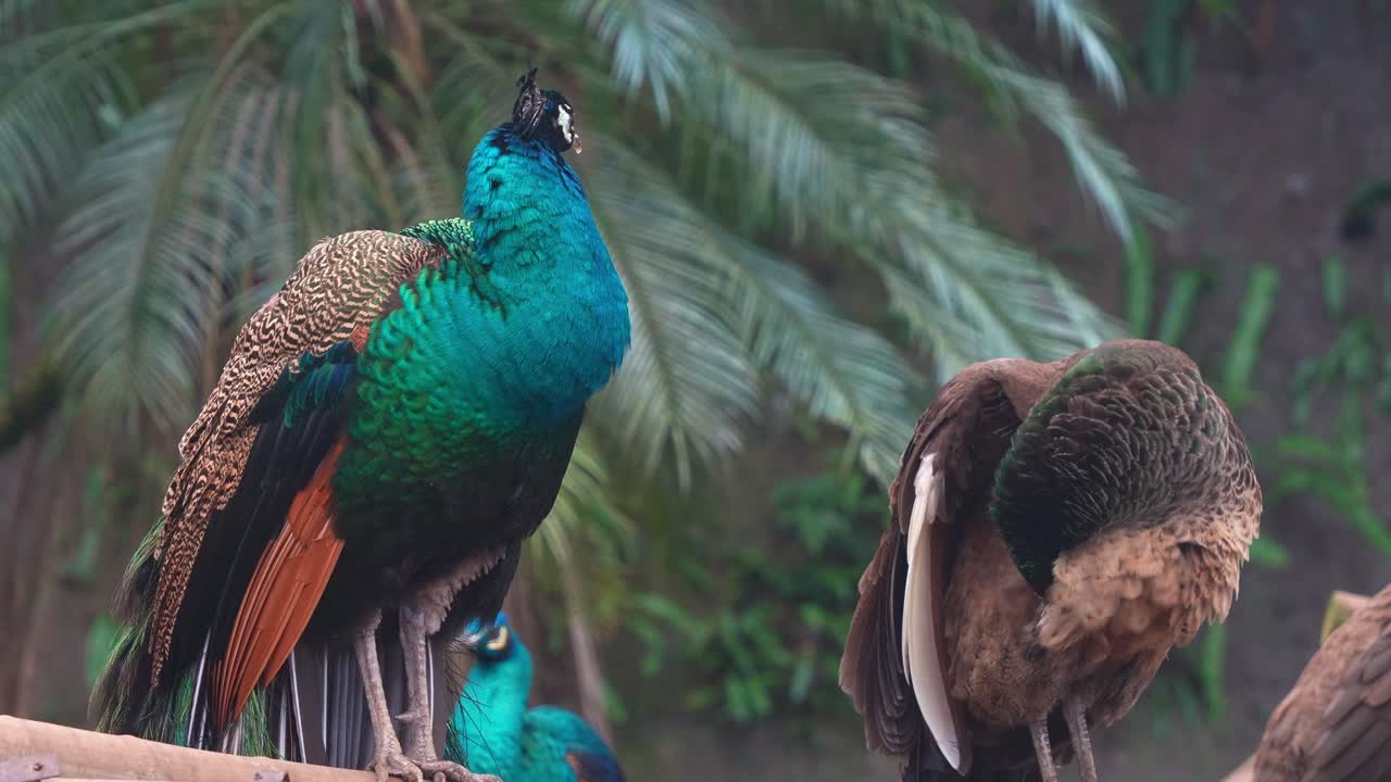Um par de pavões indianos empoleirados lado a lado, o macho olha curiosamente ao redor, enquanto a fêmea ativamente se arruma e limpa suas penas, em um close-up.