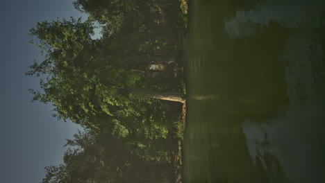 vertical video of sunny morning in the forest