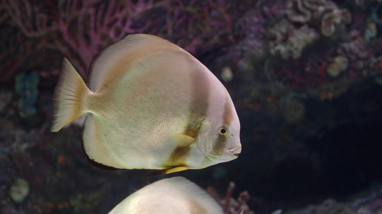 Due pesci pipistrello che nuotano in un acquario di barriera corallina tropicale