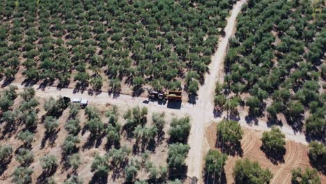 Vista-Aérea-De-La-Plantación-De-Olivos,-Máquina-Cosechadora-En-La-Carretera-Entre-árboles,-Disparo-De-Drones