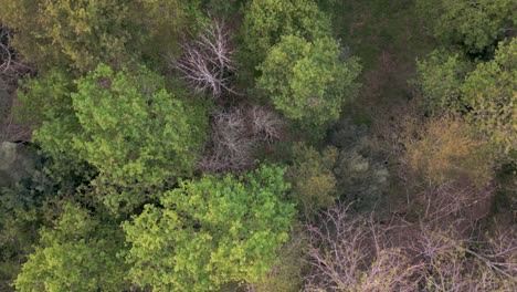autumnal foliage of treetops at the forest park