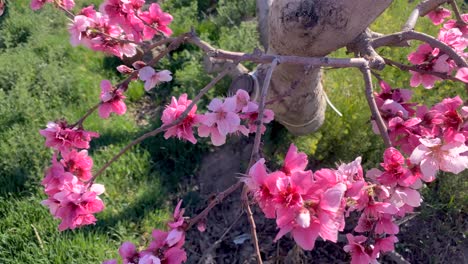 close up shot on pink red flower of peach tree blooming in spring time season blossom wild grass green field plant vegetable brown branch bushes in a sunny day middle east fresh organic fruit concept