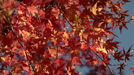 Close up of red bright maple leafs against blue sky