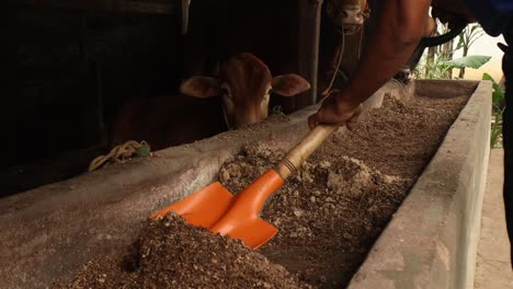 Preparación-De-Alimentación-Láctea-Saludable-Para-El-Ganado-Vacuno-En-Una-Granja