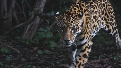 a jaguar prowls through dense jungle foliage, captured in a low-angle shot video