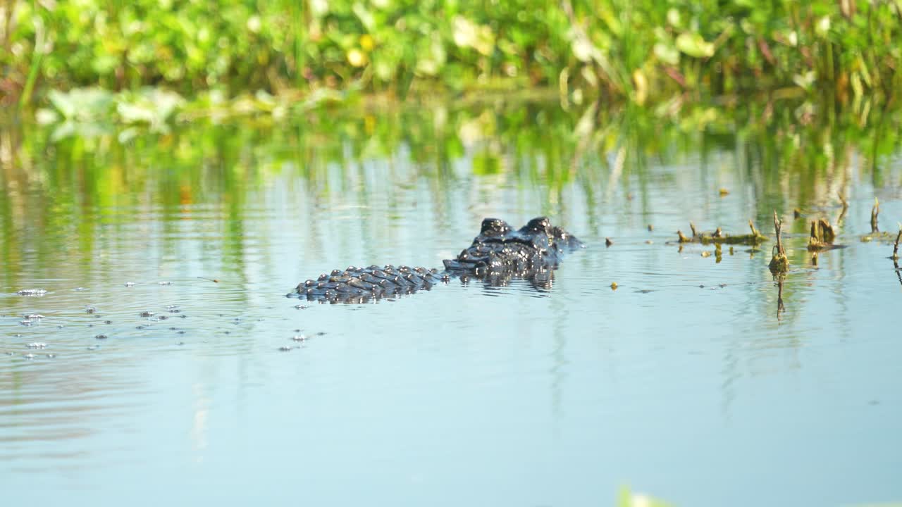 American alligator sideview reflected in still water, before slowing turning and swimming away into reeds and vegetation in Florida marsh 4k