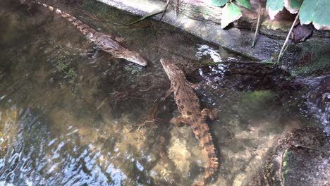 Dos-Cocodrilos-Juveniles-De-África-Occidental-Yacían-Inmóviles-Juntos-En-Aguas-Tropicales-Poco-Profundas