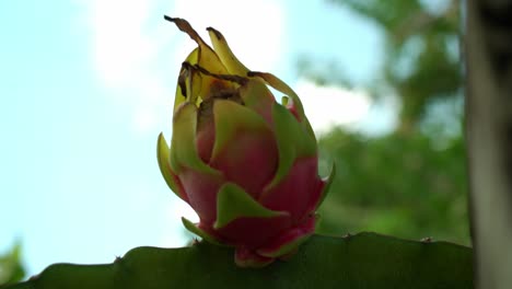 Cerca-De-La-Fruta-Del-Dragón-Blanco-Con-Cielo-Azul-Nubes-Blancas-En-El-Fondo-Rodajas-De-Fruta-Del-Dragón-Rojo-Y-Cultivando-Plantas-Exóticas-Pitaya