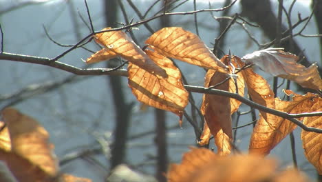 Sunlight-shines-through-dried-beech-tree-leaves-and-spider-silk-in-late-autumn