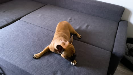 young hilarious french bulldog puppy howls happily and looks around while sitting on a blue sofa couch