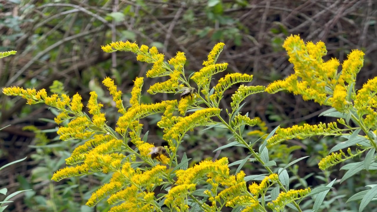 Close up shot of wild yellow goldenrod flowers blooming outdoors in nature. Bees pollinating.