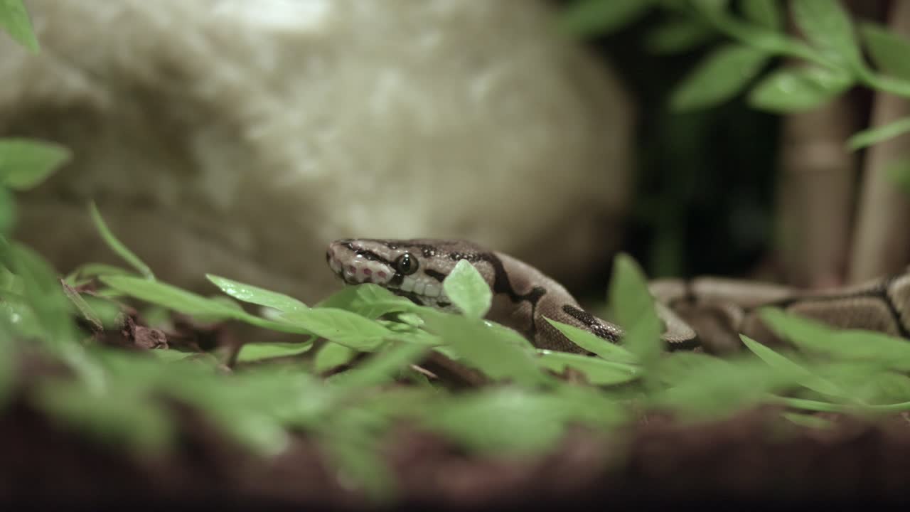 광야에서 혀를 튕기는 볼 파이톤