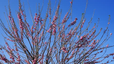 Maravíllate-Ante-La-Belleza-De-Una-Flor-De-Ciruelo-En-Plena-Floración-Contra-Un-Cielo-Azul-Claro