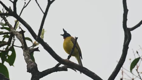 Flicking-its-tail-while-perching-on-a-small-twig-on-top-of-a-tree,-the-Black-crested-Bulbul-Rubigula-flaviventris-was-inside-the-National-Park-of-Thailand