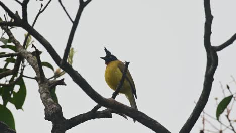 flicking its tail while perching on a small twig on top of a tree, the black-crested bulbul rubigula flaviventris was inside the national park of thailand