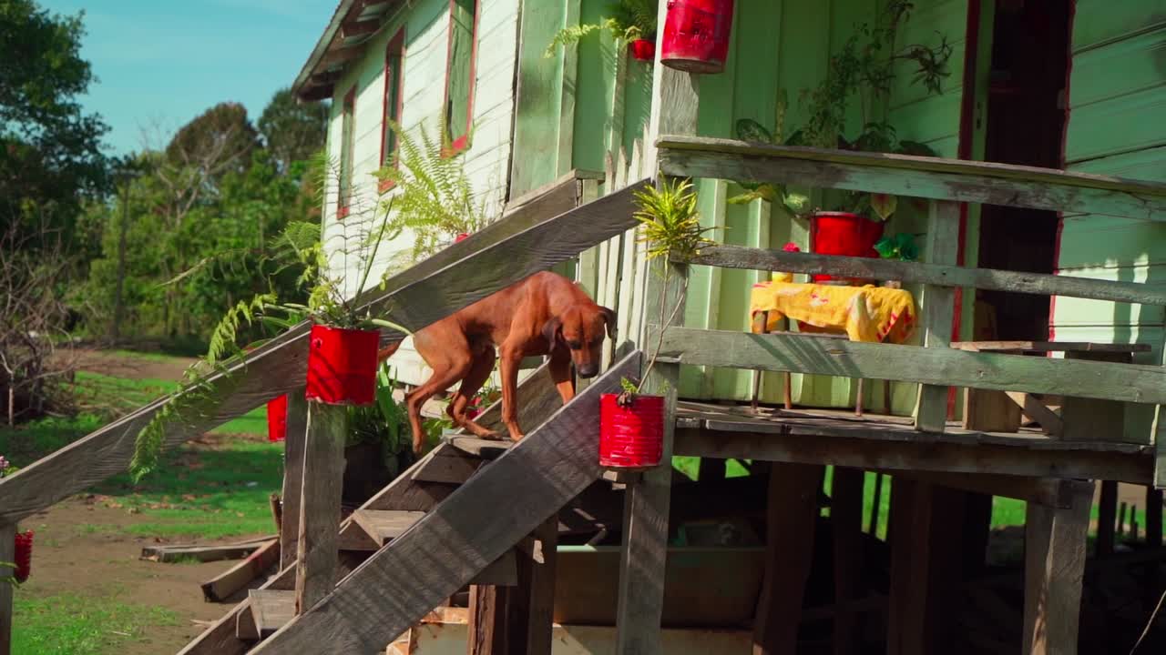A dog walking up steps with potted plants on the stairs, in a village setting