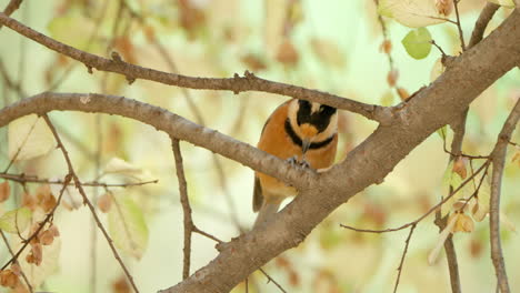 variado pájaro tit comiendo pecking nuez y limpia el pico sobre la ramita - primer plano