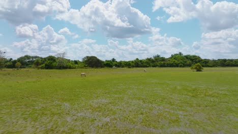 Grüne-Weide-Unter-Blauem-Himmel-Mit-Flauschigen-Wolken-Und-Grasenden-Pferden-In-Arauca,-Kolumbien,-Sonniger-Tag