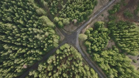 Two roads crossing in the forest from a bird&#039;s eye view